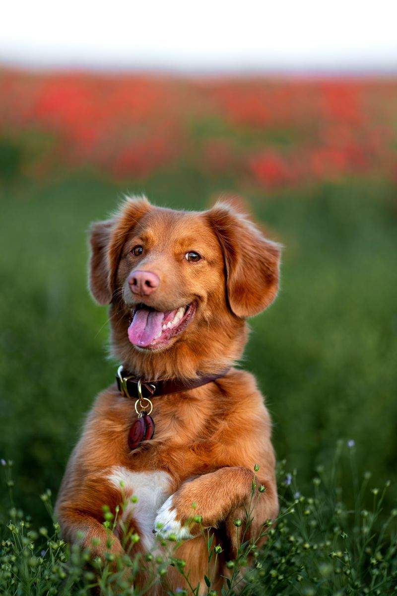 季節の変わり目に見直したい、愛犬の食事と体調管理
